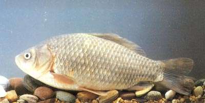 ԭʼͼƬ235.6KB,������