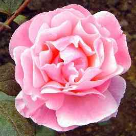 ԭʼͼƬ207.87KB,������