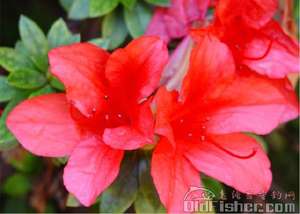 ԭʼͼƬ188.14KB,������