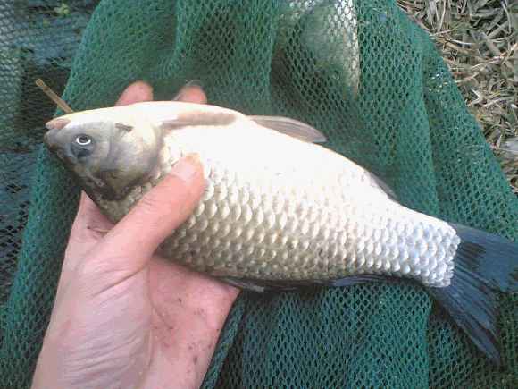 ԭʼͼƬ247.44KB,������