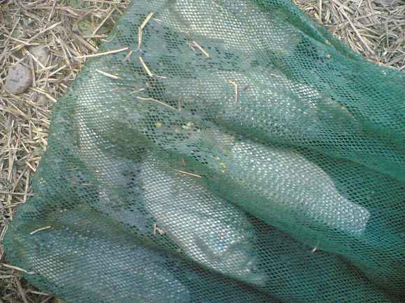 ԭʼͼƬ247.44KB,������