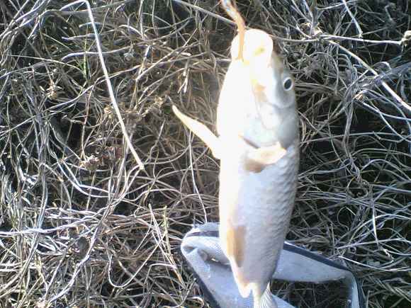 ԭʼͼƬ247.44KB,������