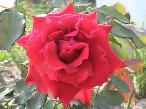 ԭʼͼƬ196.93KB,������