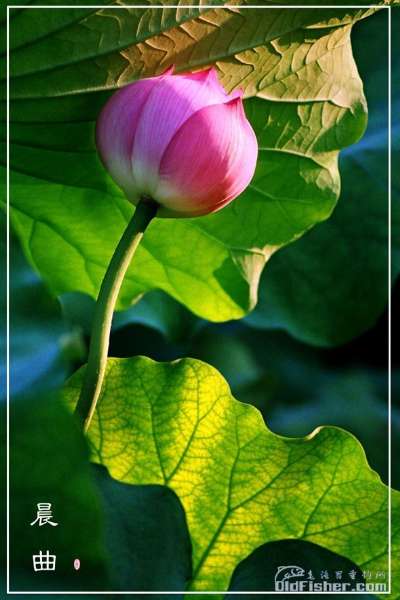 ԭʼͼƬ88.55KB,������