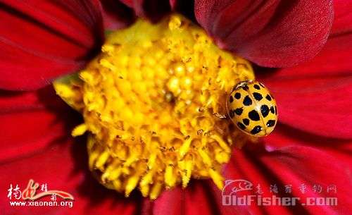 ԭʼͼƬ32.14KB,������