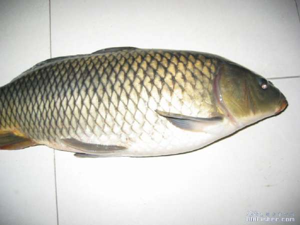 ԭʼͼƬ83.64KB,������