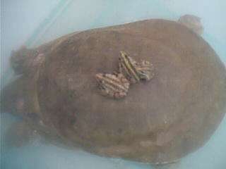 ԭʼͼƬ225.09KB,������