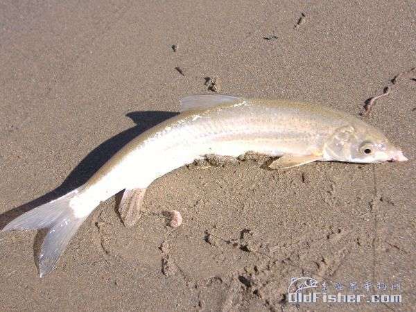 ԭʼͼƬ66.08KB,������