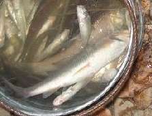 ԭʼͼƬ148.14KB,������