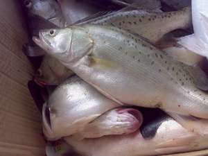 ԭʼͼƬ197.81KB,������