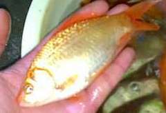 ԭʼͼƬ115.37KB,������