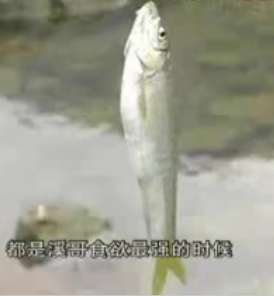 ԭʼͼƬ238.24KB,������