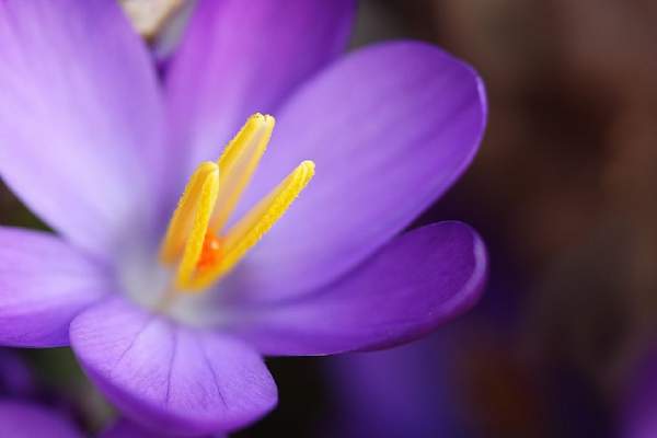 ԭʼͼƬ50.51KB,������