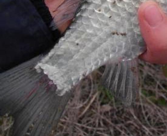 ԭʼͼƬ24.67KB,������